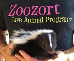 person holding skunk with text zoozort live animal programs