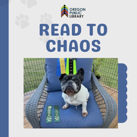 photo of french bulldog named chaos