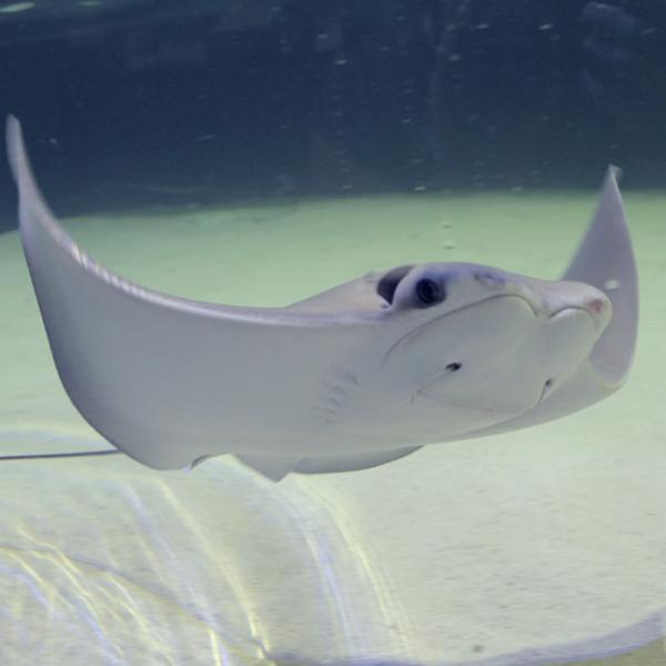 sting ray