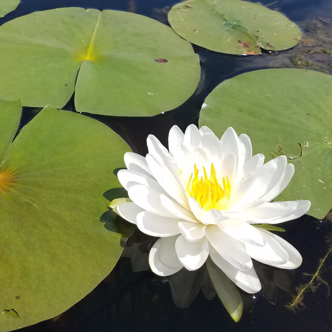 waterlily