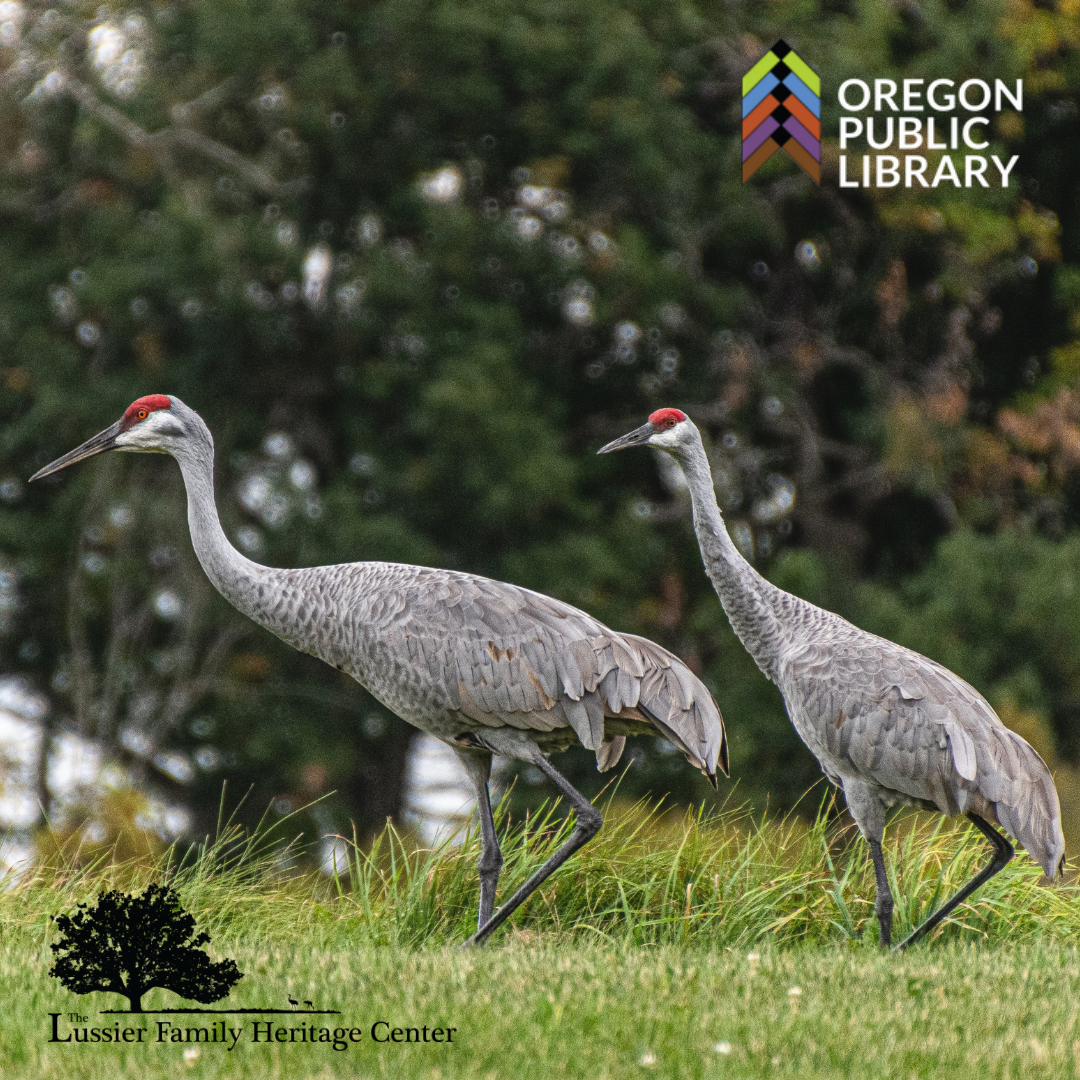 sandhill cranes